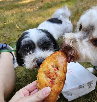 two dogs eating an apple bacon snack.