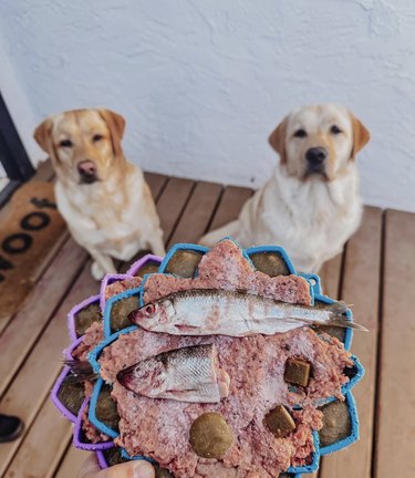 two dogs looking up at a plate of lamb and herring.