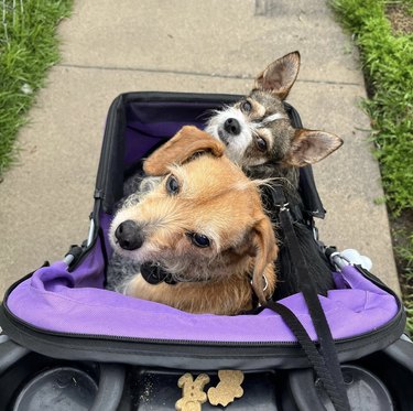 two dogs cozy in their stroller.