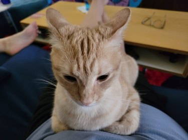 cat with airplane ears