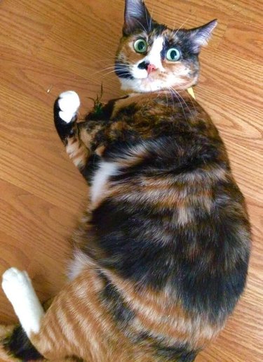 Chubby calico cat with orange striped fur on her back half