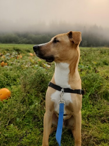 Dog sits in foggy field of pumpkins.