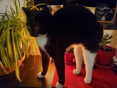 Tuxedo cat with white rear legs