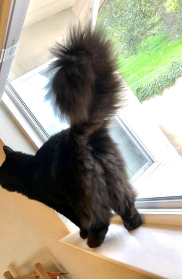 Rear view of fluffy cat with black legs