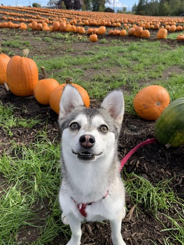 Klee kai dog poses in a field with rows of pumpkins.