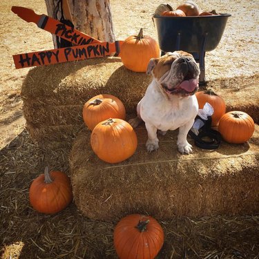 Bulldog sits on hay bale with pumpkins.