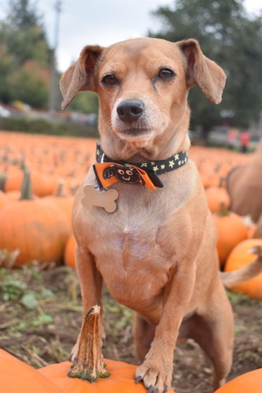 Small dog poses majestically in a pumpkin patch.