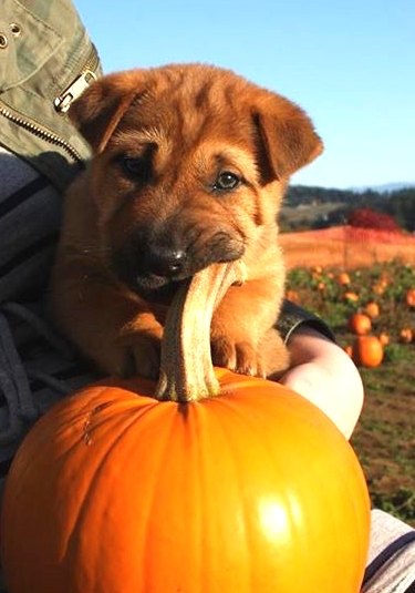 Puppy chews on stem of pumpkin.