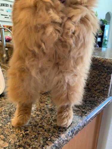 Fluffy cat's curly belly fur