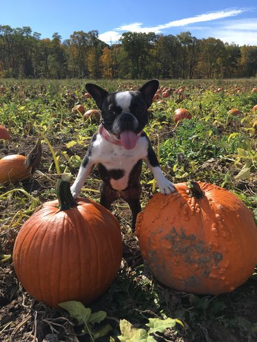 Dog poses with front paws on two pumpkins.
