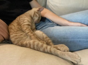 Orange striped cat sleeping slumped over
