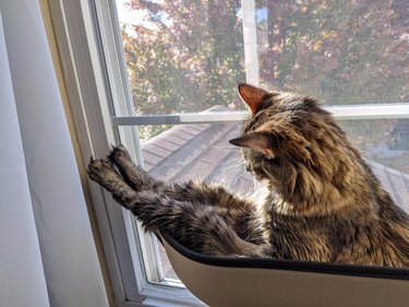 Cat in window hammock looking at its own legs