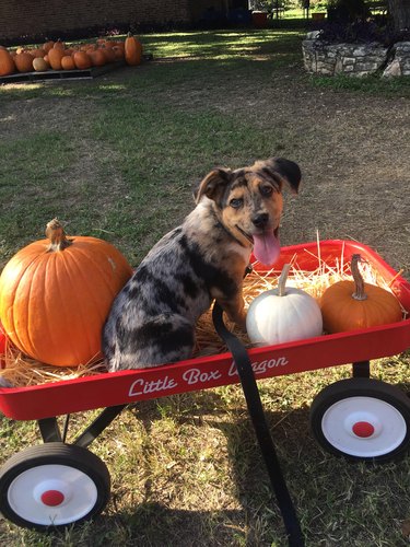 Puppy sits in little red wagon with pumpkins.