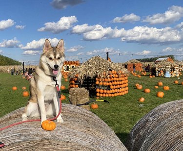 Dog sits atop bale of hay with small pumpkin.