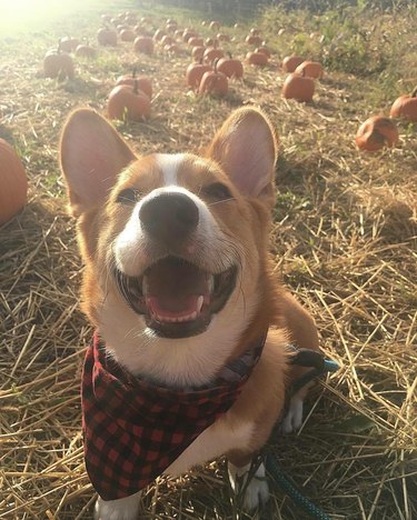 Corgi wearing a checkered bandana poses in pumpkin patch.