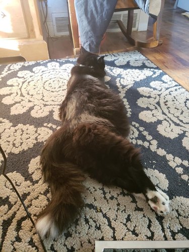 Rear view of fluffy black cat