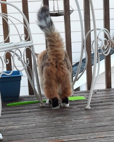 Rear view of fluffy cat with ginger fur and black paws