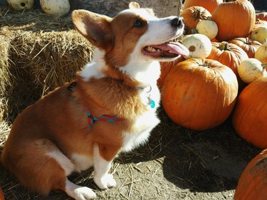 Corgi sits next to a mix of orange and white pumpkins.