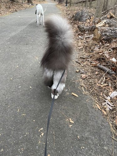 Rear view of fluffy cat walking on a leash with a dog