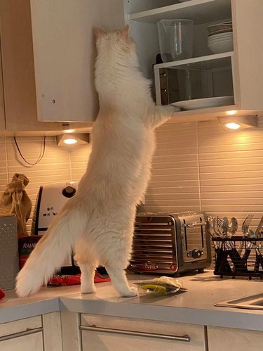 Fluffy cat standing on counter to look into kitchen cabinet