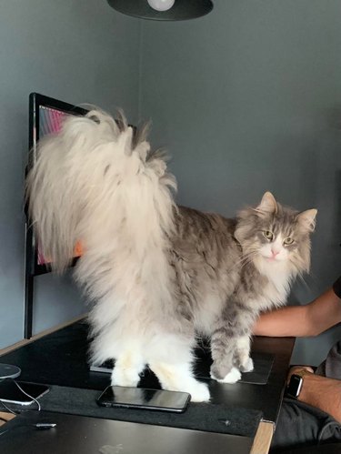 Fluffy cat with enormous tail