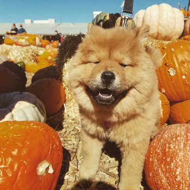 Chow chow puppy poses in a pumpkin patch.
