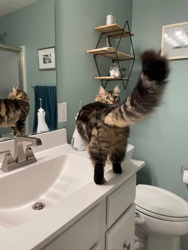 Rear view of cat standing on bathroom counter looking over its shoulder