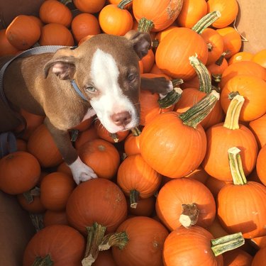 Pit bull puppy sits atop pile of small pumpkins.