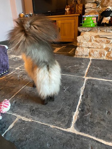 Rear view of fluffy cat with white legs and black feet