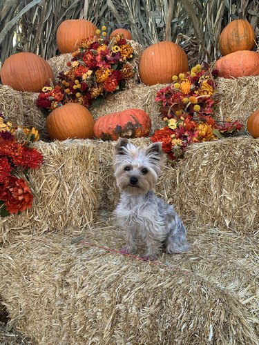 Yorkshire terrier sits on hay bale surrounded by pumpkins.