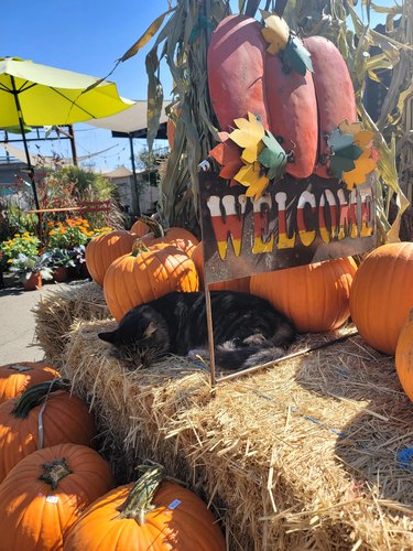 Cat sleeps on a hay bale at a pumpkin patch.