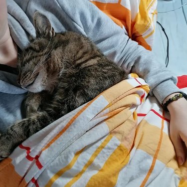 cat wants to snuggle with human on snowy day