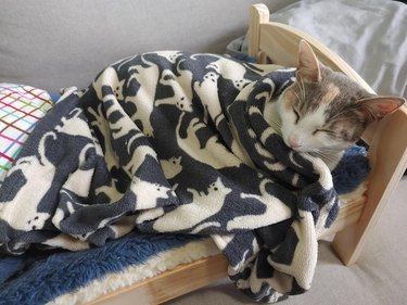 cat sleeps on tiny cat-sized bed under cat-print blanket