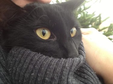 cat crawls inside woman's sweater for cuddles