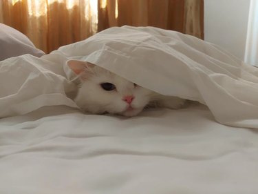 cat sleeps under blanket even on hot days