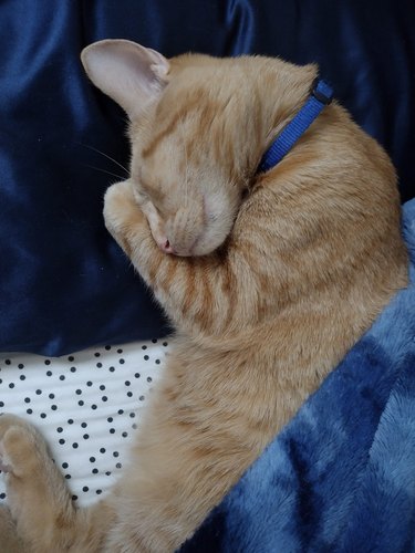 orange cat sleeping so hard.