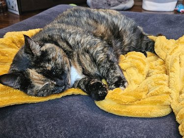 tortiseshell cat sleeping on yellow saffron blanket.