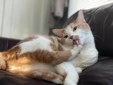 cat licking paw
