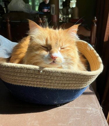 orange cat sleeps in basket in sunny spot.