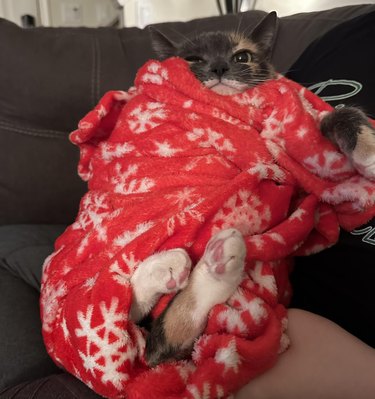 cat caught stealing snacks