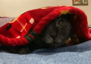cat under blanket peers out to see what's happening.