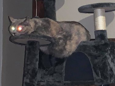 fat cat with lazer eyes