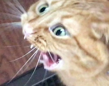cat shocked by price of crypto currency