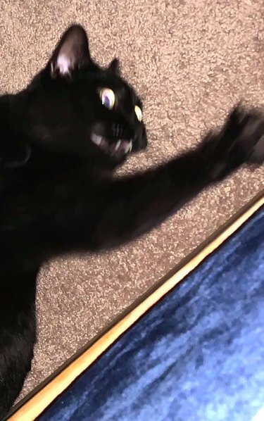 black cat freaked out