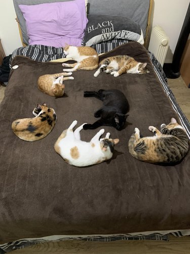 7 cats claim all the space on the bed whn person turns on electric blanket.