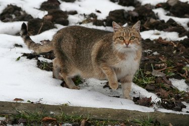 wild cat in snow