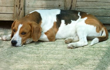 Tired beagle laying on the floor