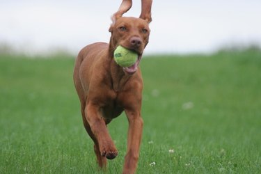 A dog holding a tennis ball in its mouth in the grass