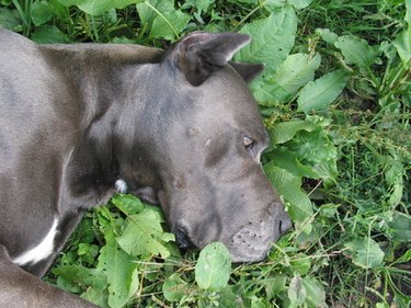 why do dogs rub themselves on the carpet