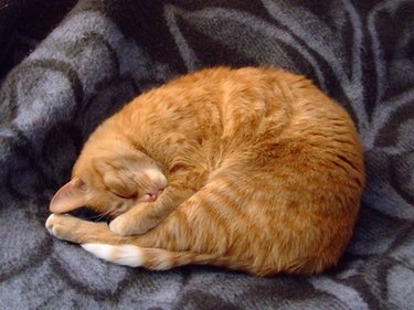 A curled up sleeping orange cat.